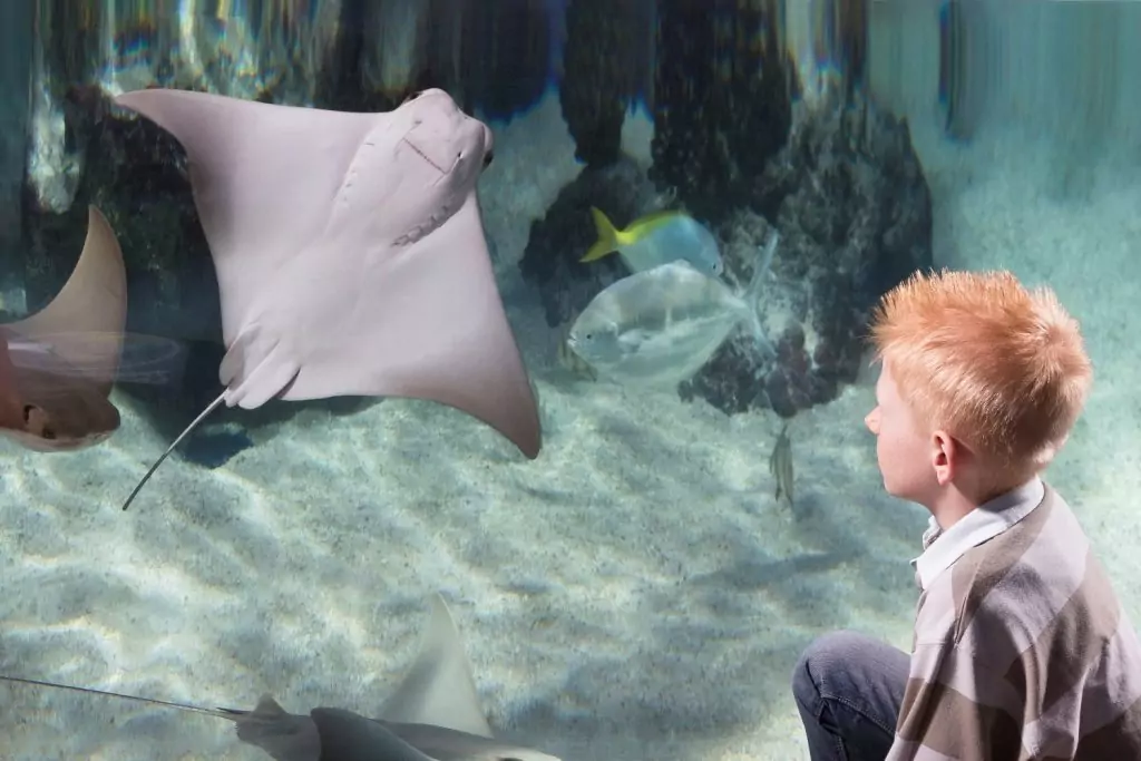 Aktivitäten rund um Heiligenberg SeaLife Konstanz